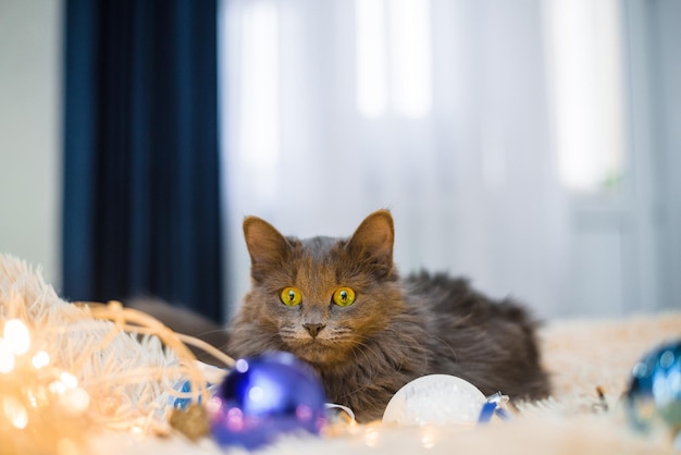 Un chat à fourrure gris aux yeux verts est allongé sur le lit sur un couvre-lit pêche jouant avec des jouets de Noël avec des ballons et des guirlandes. composition du nouvel an