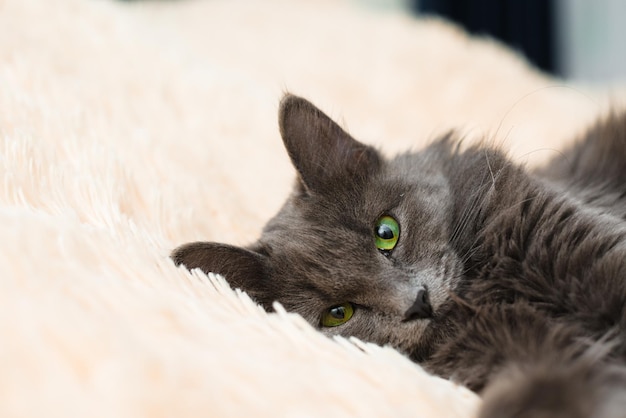 Un chat à fourrure gris aux yeux verts se trouve sur le lit sur un couvre-lit pêche sur fond clair une place pour l'animal de texte