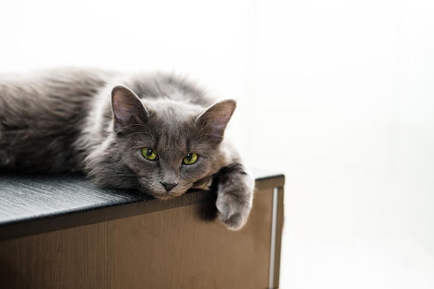 Un chat à fourrure gris aux yeux verts se trouve sur une table sur un fond clair une place pour l'animal de texte.