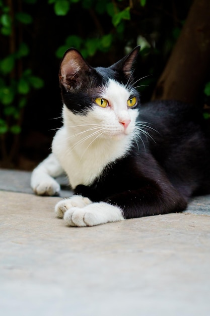 Chat avec fourrure noire et blanche allongé sur le trottoir en bétonportrait de chat