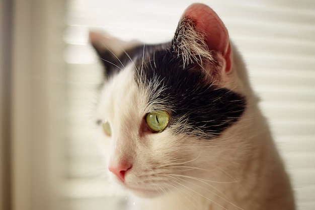 Chat à fourrure noire et blanche à la maison avec un ensoleillement naturel.