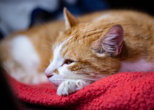 Le chat à fourrure orange dort sur le lit et a l'air très joli