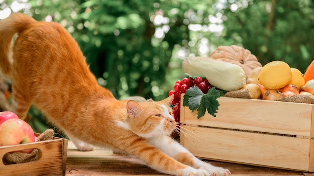 Chat avec des fruits et légumes écologiques en automne. Agricole sur la corne d'abondance des récoltes en automne et le jour de l'action de grâces.