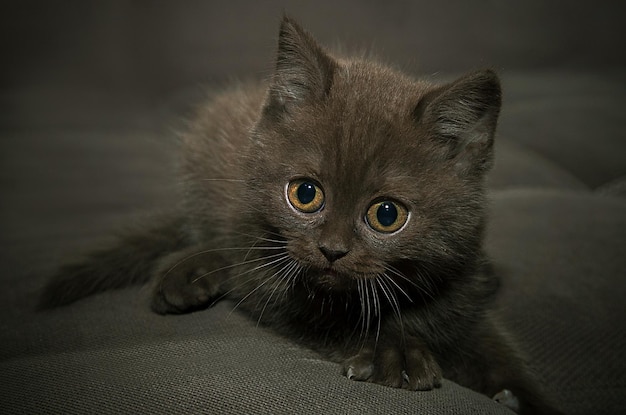 Chat fumé avec de grands yeux