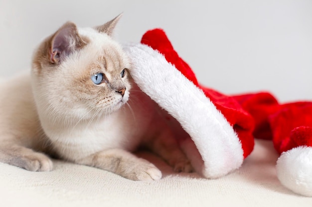 chat furtivement hors du chapeau du père noël en gros plan