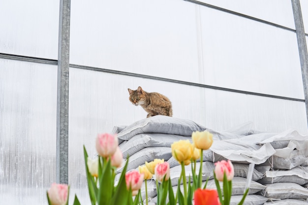 Le chat garde une serre chaude avec des tulipes des rongeurs