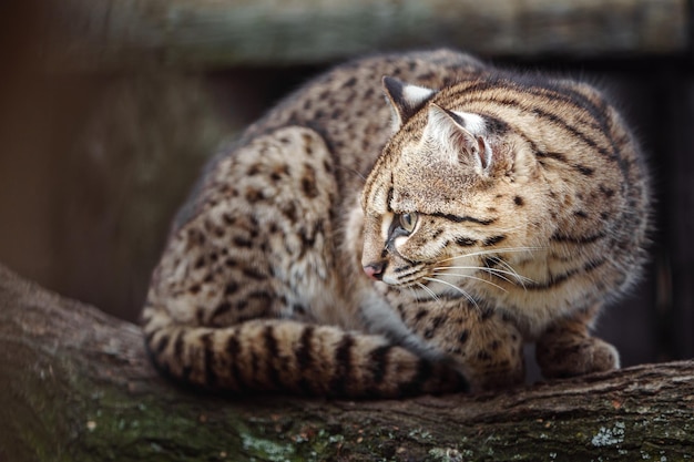 Le chat de Geoffroy