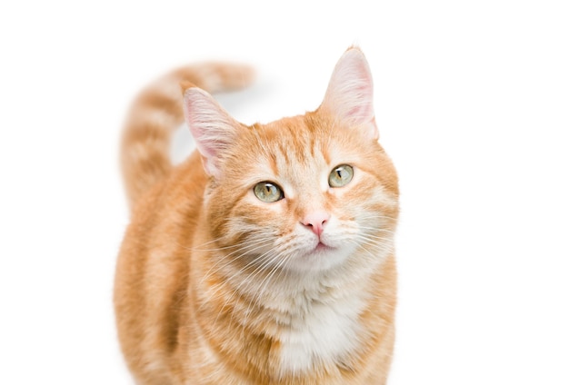 Chat gingembre isolé sur mur blanc