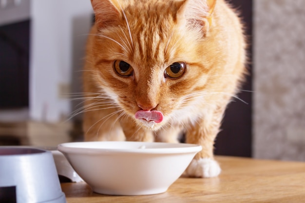 Le Chat De Gingembre Lèche Au-dessus Du Bol De Lait