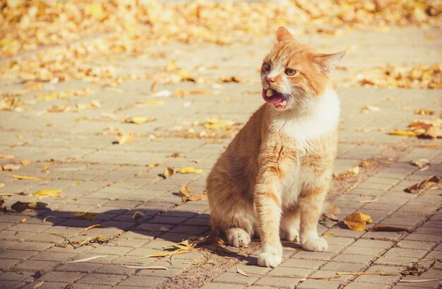 Le chat de gingembre lèche ses lèvres