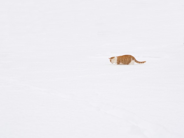 Le chat de gingembre marche dans la neige. Le chat se faufile à travers les congères