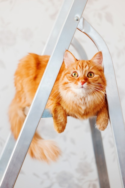 Chat gingembre mignon assis sur une échelle