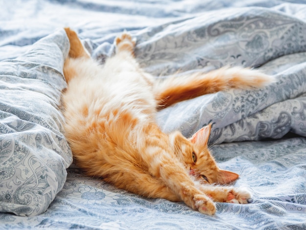 Chat gingembre mignon couché dans son lit Moelleux animal qui s'étend. Maison confortable