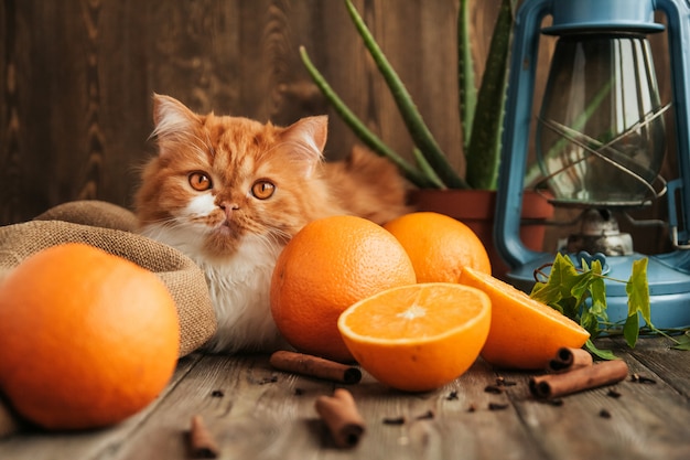 Chat de gingembre moelleux se trouve entre les oranges mûres sur une vieille table en bois