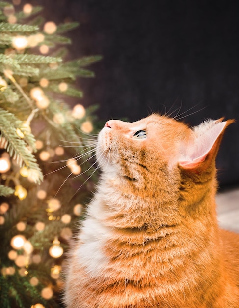 Le chat de gingembre regarde le dessus de l'arbre de Noël