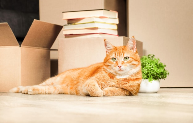 Le chat de gingembre se trouve près des boîtes en carton avec des choses, se déplaçant à une nouvelle maison