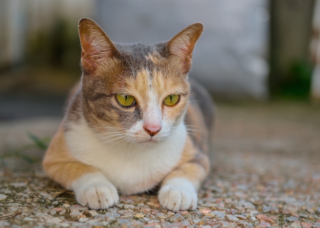 chat gisant sur le sol