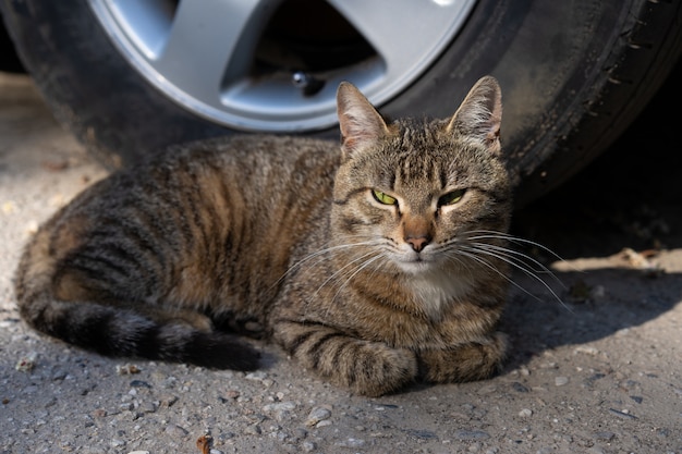 Le chat gît sur le sol