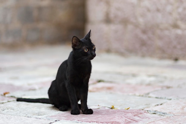 Chat de gouttière