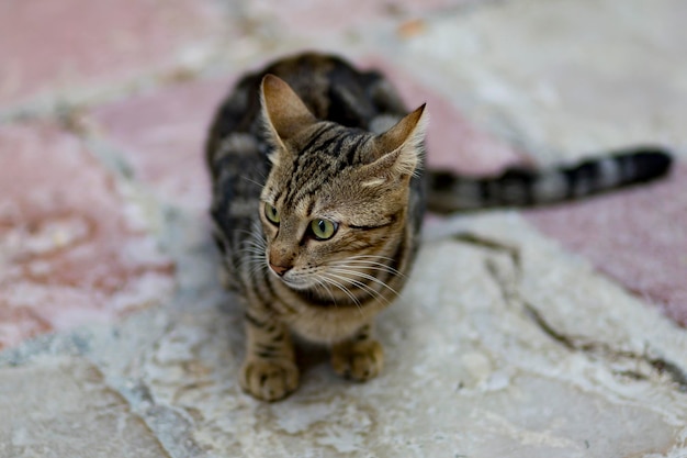 Chat de gouttière