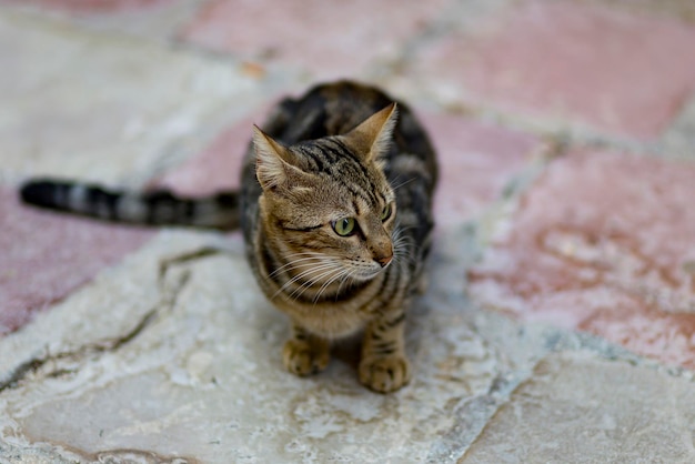 Chat de gouttière