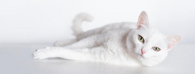 Chat gracieux blanc aux yeux jaunes sur la bannière blanche Adorable animal de compagnie domestique