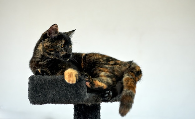 Un chat gracieux en écaille de tortue reposant sur un arbre à chat