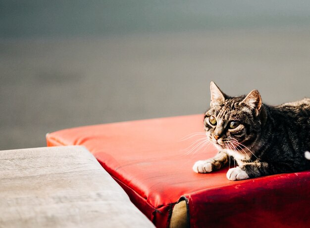 chat avec de grands yeux regardant l'extérieur