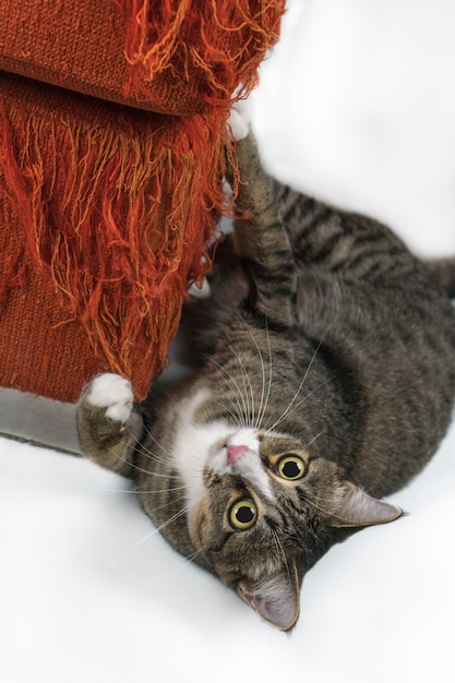 Le chat gratte le canapé de la maison.