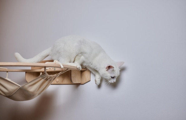 Chat griffoir mural dans une chambre moderne pour animal de compagnie sur mur blanc décoration élégante pour propriétaire de chat avec espace de copie