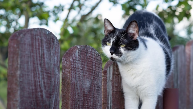 Chat grimpant sur une vieille clôture et des arbres verts en arrière-plan Chat marchant sur une vieille clôture