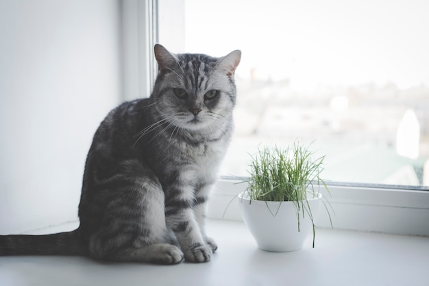 Chat gris adulte assis sur une fenêtre, mangeant de l'herbe juteuse