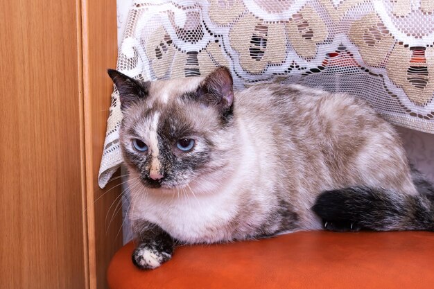 Chat gris allongé sur un tabouret libre