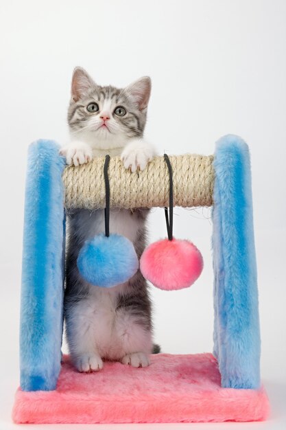 Chat gris avec un appareil pour jouer et aiguiser les griffes sur une surface blanche.