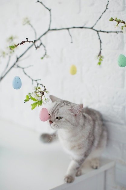 Chat gris et arbre d'oeufs de pâques