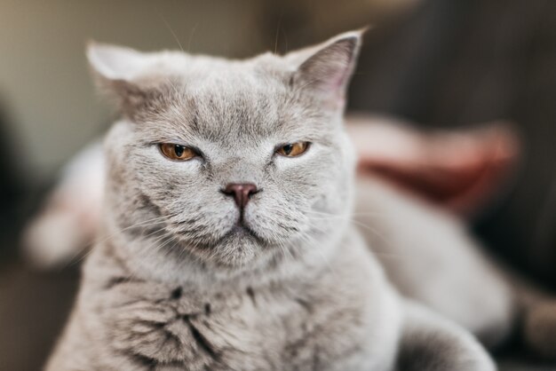 Chat gris sur un arrière-plan flou