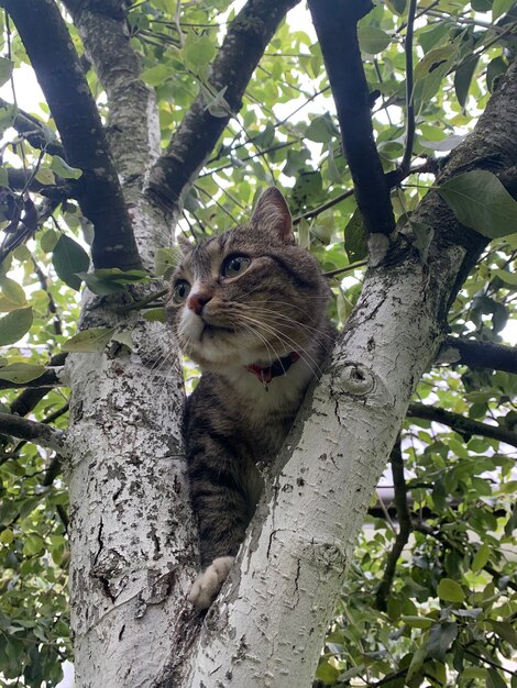 Chat gris assis sur un arbre. Studio photo.