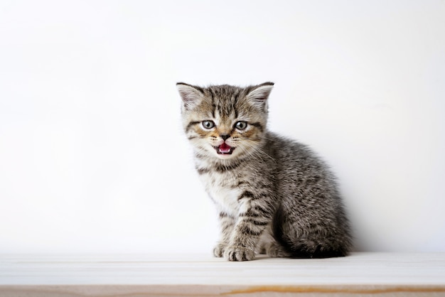 Photo chat gris assis sur un bureau en bois, british scottish shorthair cat sitting et regardez à huis clos