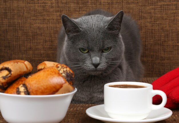 Chat gris assis près d'une tasse blanche de café noir et de petits pains aux graines de pavot