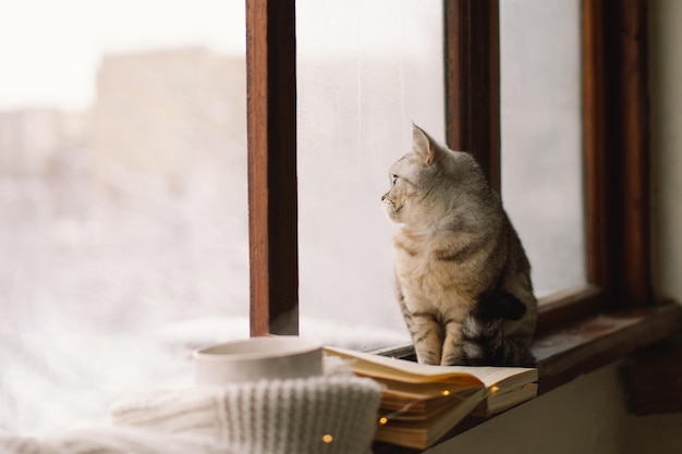 Un chat gris assis sur le rebord de la fenêtre et une tasse de thé chaud et un livre ouvert avec un pull sur le rebord de la fenêtre