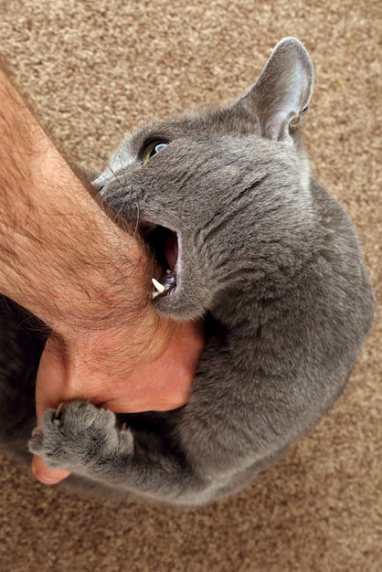 Le chat gris a attrapé les griffes et les morsures de la main. Animaux de compagnie et mammifères