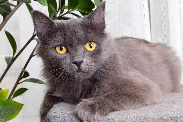 Chat gris aux yeux jaunes closeup portrait