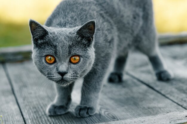 Chat gris aux yeux jaunes sur un plateau en bois gris. Race Scottish Straight