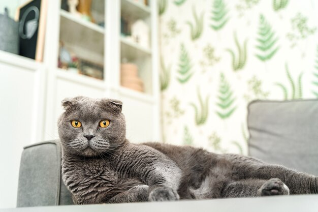 Un chat gris aux yeux jaunes de la race Scottish Fold se trouve sur le canapé à la maison