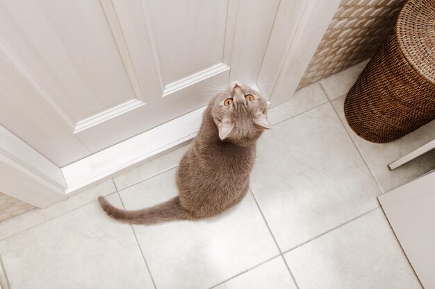 Photo chat gris aux yeux jaunes sur le sol joli chat droit écossais vue de dessus