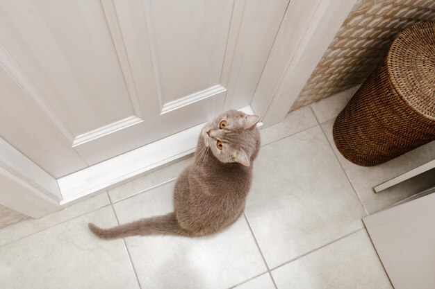 Chat gris aux yeux jaunes sur le sol Joli chat droit écossais Vue de dessus