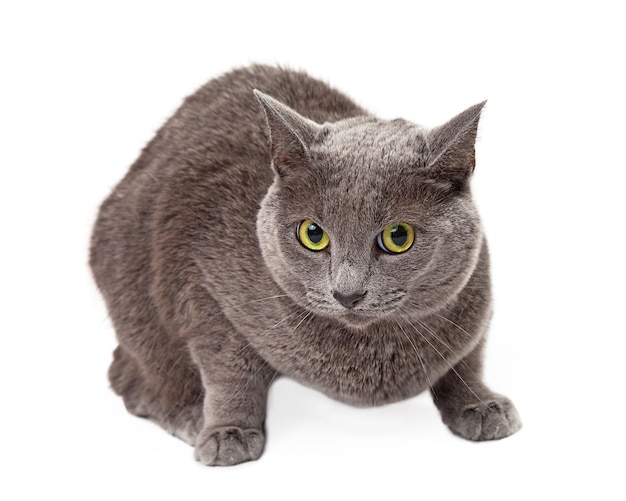Chat gris aux yeux verts accroupi