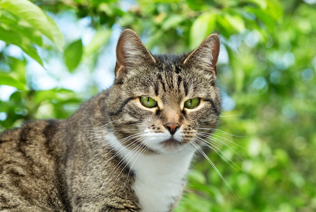 Chat gris aux yeux verts sur fond vert