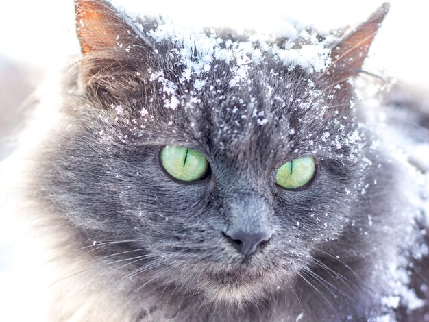 Chat gris aux yeux verts en gros plan en hiver à l'extérieur_