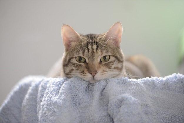 Un chat gris aux yeux verts ment et regarde droit